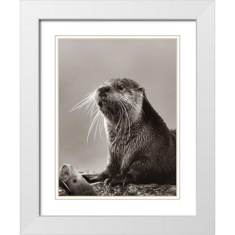 River Otter with fish Sepia White Modern Wood Framed Art Print with Double Matting by Fitzharris, Tim
