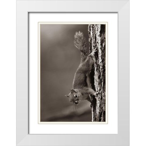 Red Squirrel on trunk Sepia White Modern Wood Framed Art Print with Double Matting by Fitzharris, Tim
