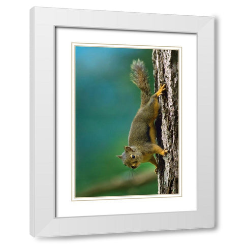 Red Squirrel on trunk White Modern Wood Framed Art Print with Double Matting by Fitzharris, Tim