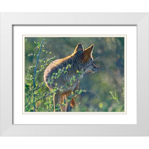 Coyote Scouting White Modern Wood Framed Art Print with Double Matting by Fitzharris, Tim