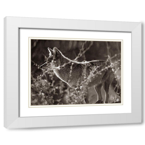 Coyote Hunting Sepia White Modern Wood Framed Art Print with Double Matting by Fitzharris, Tim