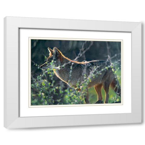 Coyote Hunting White Modern Wood Framed Art Print with Double Matting by Fitzharris, Tim