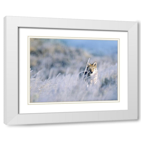 Coyote White Modern Wood Framed Art Print with Double Matting by Fitzharris, Tim