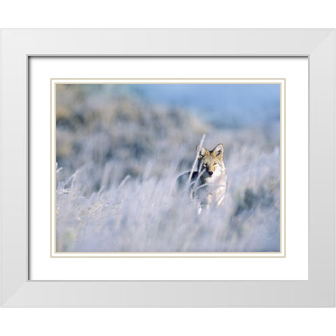 Coyote White Modern Wood Framed Art Print with Double Matting by Fitzharris, Tim