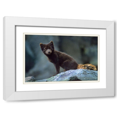 Arctic Fox on Rock White Modern Wood Framed Art Print with Double Matting by Fitzharris, Tim