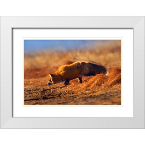 Red Fox Stalking White Modern Wood Framed Art Print with Double Matting by Fitzharris, Tim