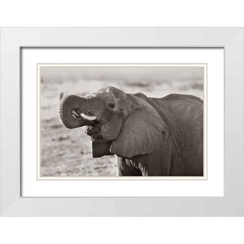 African elephant drinking-Zimbabwe Sepia White Modern Wood Framed Art Print with Double Matting by Fitzharris, Tim