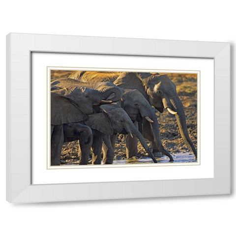 African elephants at a waterhole-Zimbabwe White Modern Wood Framed Art Print with Double Matting by Fitzharris, Tim