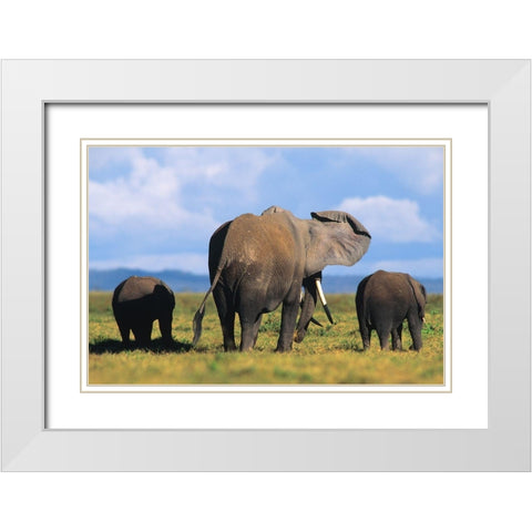 African elephants-Amboseli National Park-Kenya White Modern Wood Framed Art Print with Double Matting by Fitzharris, Tim