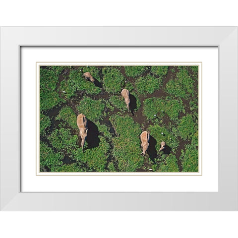 African elephants in marsh-Amboseli National Park-Kenya White Modern Wood Framed Art Print with Double Matting by Fitzharris, Tim