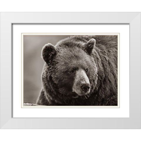 Cinnamon Black Bear Sepia White Modern Wood Framed Art Print with Double Matting by Fitzharris, Tim