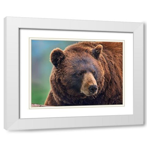 Cinnamon Black Bear White Modern Wood Framed Art Print with Double Matting by Fitzharris, Tim