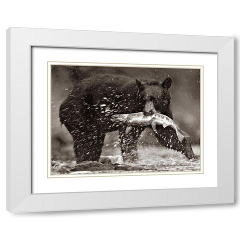 Black bear with Salmon Sepia White Modern Wood Framed Art Print with Double Matting by Fitzharris, Tim