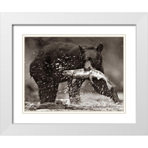 Black bear with Salmon Sepia White Modern Wood Framed Art Print with Double Matting by Fitzharris, Tim