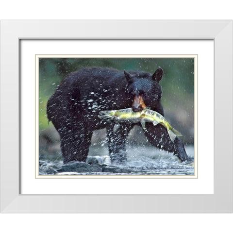 Black bear with Salmon White Modern Wood Framed Art Print with Double Matting by Fitzharris, Tim