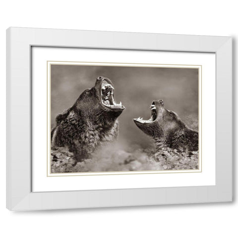 Grizzly bears Sepia White Modern Wood Framed Art Print with Double Matting by Fitzharris, Tim