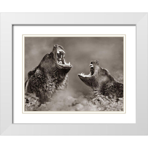 Grizzly bears Sepia White Modern Wood Framed Art Print with Double Matting by Fitzharris, Tim