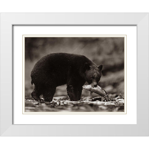 Black bear with salmon Sepia White Modern Wood Framed Art Print with Double Matting by Fitzharris, Tim