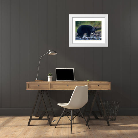 Black bear with salmon White Modern Wood Framed Art Print with Double Matting by Fitzharris, Tim