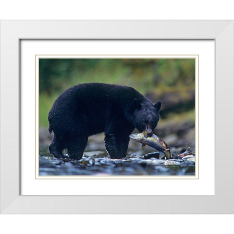 Black bear with salmon White Modern Wood Framed Art Print with Double Matting by Fitzharris, Tim