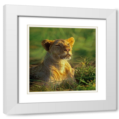 African Lioness sniffing White Modern Wood Framed Art Print with Double Matting by Fitzharris, Tim