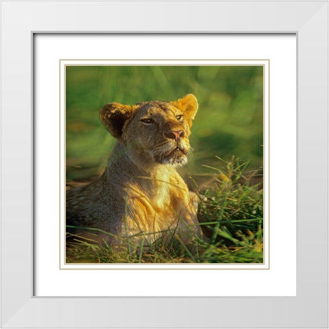 African Lioness sniffing White Modern Wood Framed Art Print with Double Matting by Fitzharris, Tim