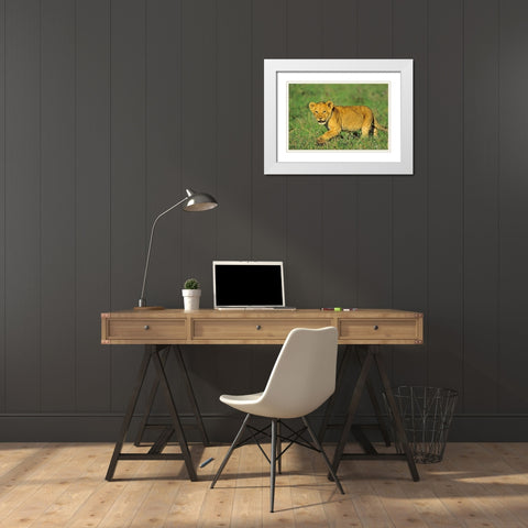 African Lion cub White Modern Wood Framed Art Print with Double Matting by Fitzharris, Tim
