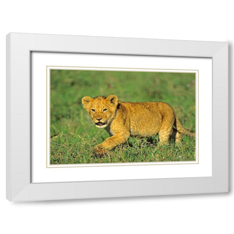 African Lion cub White Modern Wood Framed Art Print with Double Matting by Fitzharris, Tim