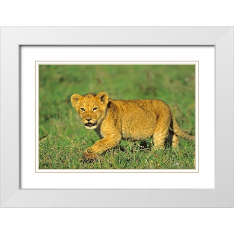 African Lion cub White Modern Wood Framed Art Print with Double Matting by Fitzharris, Tim