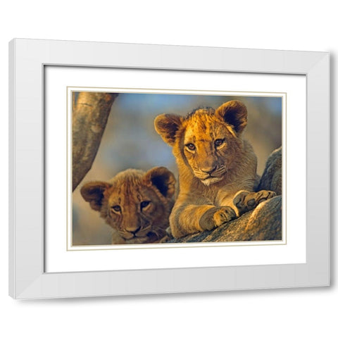 African Lion babies White Modern Wood Framed Art Print with Double Matting by Fitzharris, Tim
