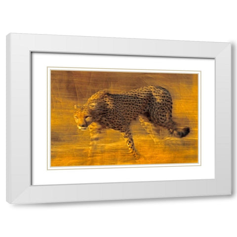 Cheetah prowling White Modern Wood Framed Art Print with Double Matting by Fitzharris, Tim