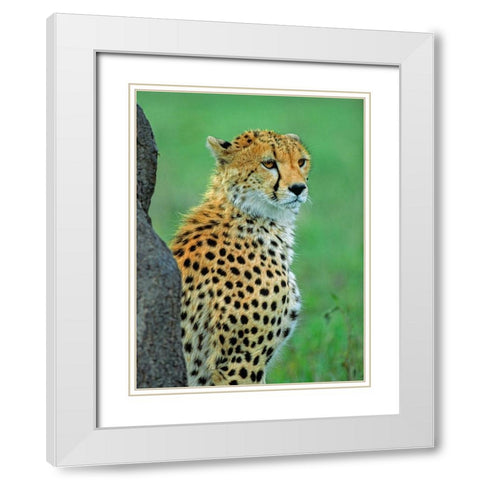 Cheetah White Modern Wood Framed Art Print with Double Matting by Fitzharris, Tim