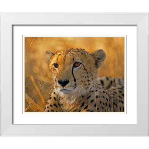 Cheetah White Modern Wood Framed Art Print with Double Matting by Fitzharris, Tim