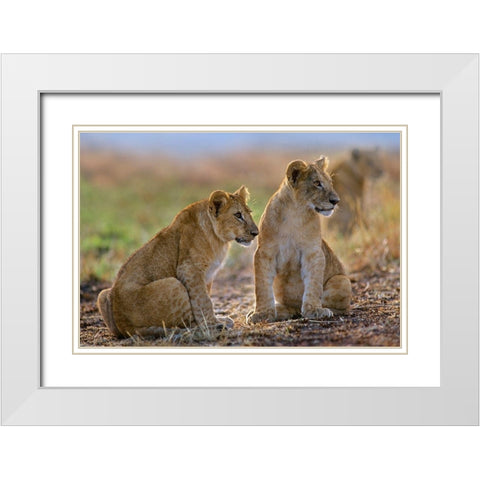 African Lion cubs White Modern Wood Framed Art Print with Double Matting by Fitzharris, Tim