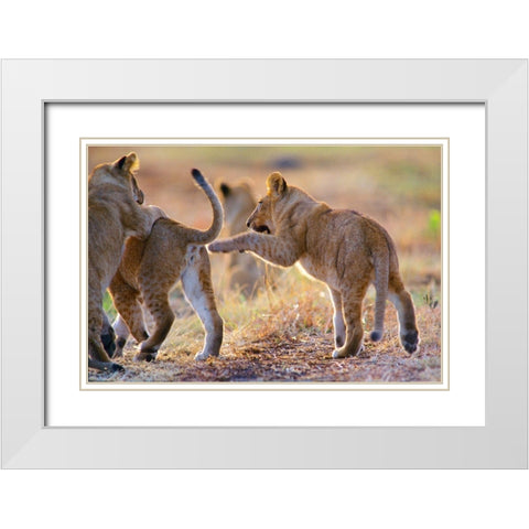 African Lion cubs playing White Modern Wood Framed Art Print with Double Matting by Fitzharris, Tim