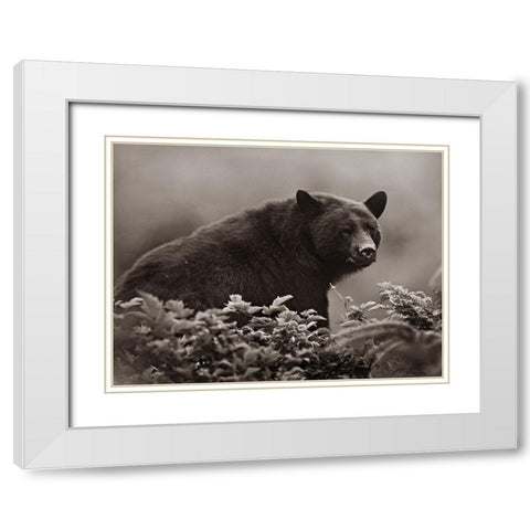 Black bear in Huckleberry Sepia White Modern Wood Framed Art Print with Double Matting by Fitzharris, Tim