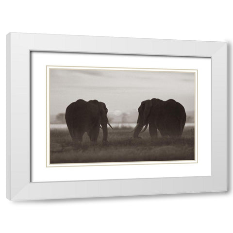 African Elephants at sunrise-Amboseli National Reserve-Kenya Sepia White Modern Wood Framed Art Print with Double Matting by Fitzharris, Tim