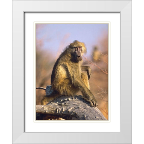 Olive baboon-Kenya White Modern Wood Framed Art Print with Double Matting by Fitzharris, Tim