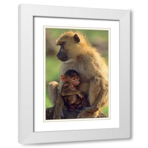 Olive baboon-mother and baby-Kenya White Modern Wood Framed Art Print with Double Matting by Fitzharris, Tim