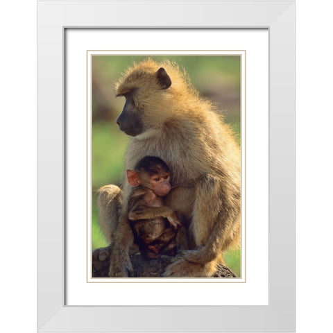 Olive baboon-mother and baby-Kenya White Modern Wood Framed Art Print with Double Matting by Fitzharris, Tim