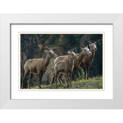 Bighorn Sheep White Modern Wood Framed Art Print with Double Matting by Fitzharris, Tim