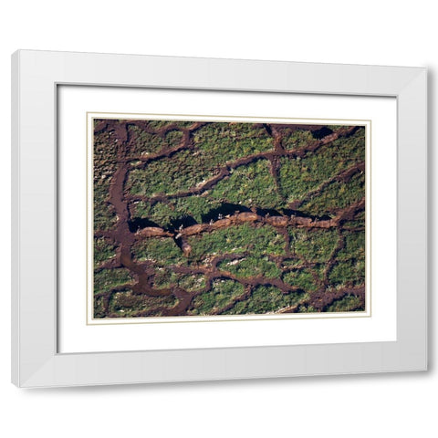 African buffalo herd in swamp-Amboseli-Kenya White Modern Wood Framed Art Print with Double Matting by Fitzharris, Tim