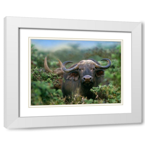 African buffalo White Modern Wood Framed Art Print with Double Matting by Fitzharris, Tim