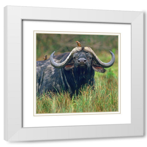 African buffalo with oxpeckers White Modern Wood Framed Art Print with Double Matting by Fitzharris, Tim