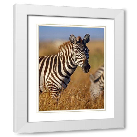 Zebra White Modern Wood Framed Art Print with Double Matting by Fitzharris, Tim