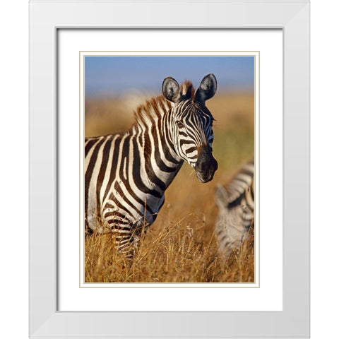 Zebra White Modern Wood Framed Art Print with Double Matting by Fitzharris, Tim