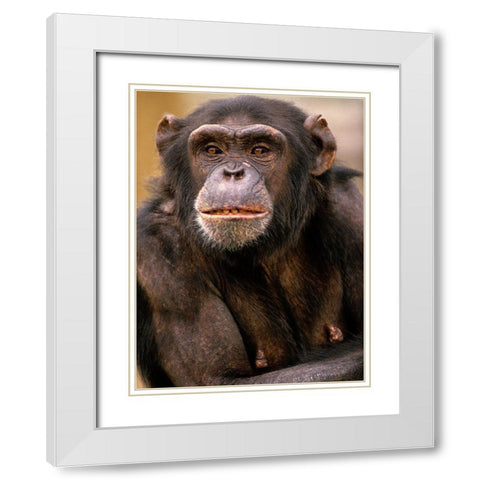 Chimpanzee White Modern Wood Framed Art Print with Double Matting by Fitzharris, Tim