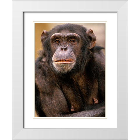 Chimpanzee White Modern Wood Framed Art Print with Double Matting by Fitzharris, Tim