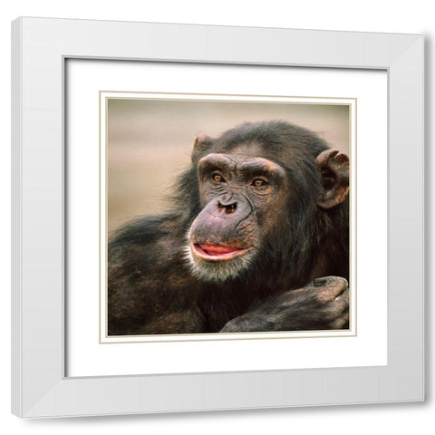 Chimpanzee White Modern Wood Framed Art Print with Double Matting by Fitzharris, Tim