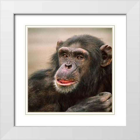 Chimpanzee White Modern Wood Framed Art Print with Double Matting by Fitzharris, Tim